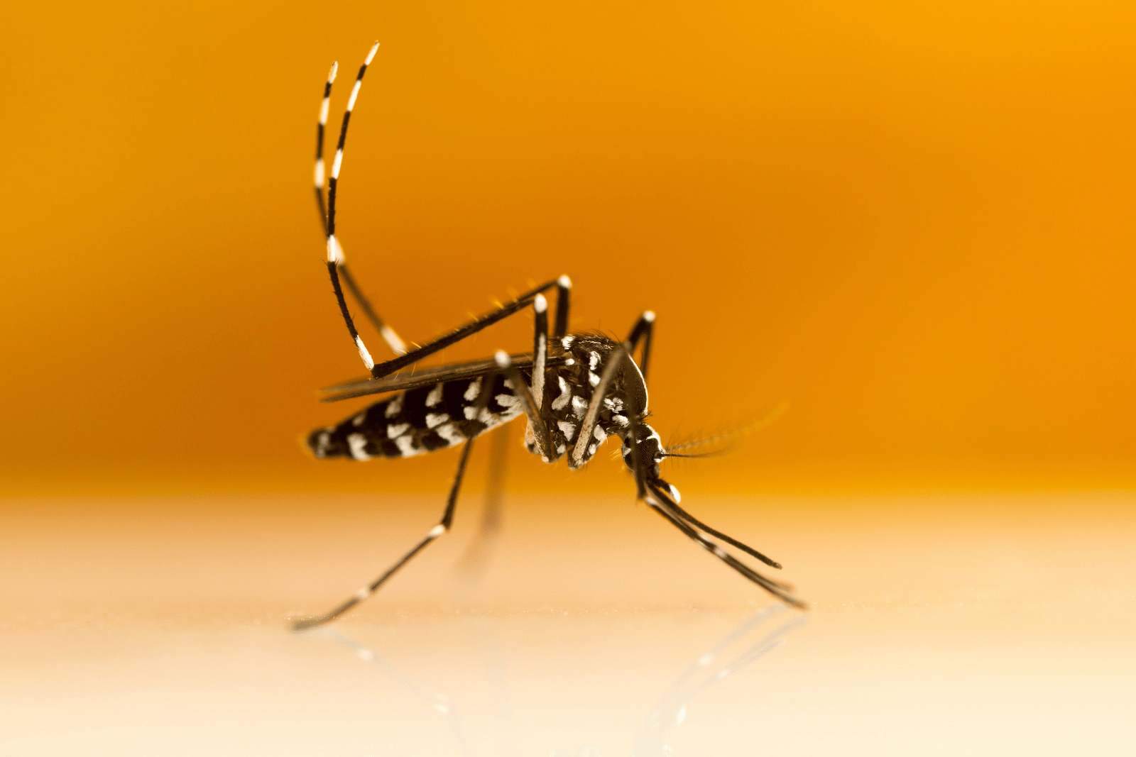 Moustique tigre gros plan Aedes albopictus
