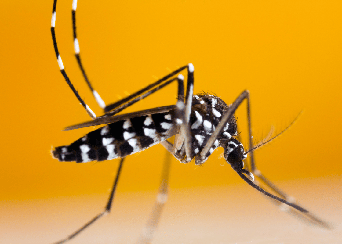 Carte moustique tigre Île-de-France